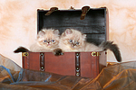 2 Perser Colourpoint Kätzchen / 2 persian colourpoint kitten