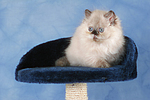 sitzendes Perser Colourpoint Kätzchen / sitting persian colourpoint kitten