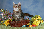 junge Maine Coon / young maine coon