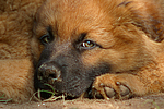 Harzer Fuchs Welpe / Harzer Fuchs puppy