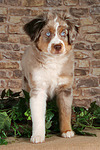 Miniature Australian Shepherd Welpe / miniature australian shepherd puppy