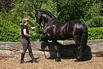 Frau trainiert Friese / woman trains friesian horse