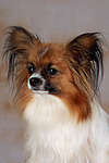 Papillon Portrait