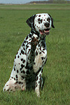 Dalmatiner / dalmatian