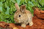 junges Zwergkaninchen / young dwarf rabbit