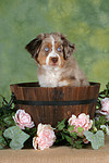 Miniature Australian Shepherd Welpe / miniature australian shepherd puppy