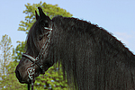 Friese / frisian horse