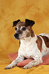 Jack Russell Terrier