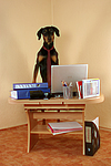 Dobermann / doberman pinscher