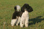 Zwergpudel / toy poodle