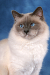 Heilige Birma Portrait / Sacred Birman portrait