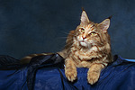 Maine Coon