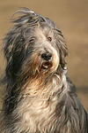 Bearded Collie