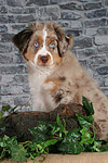 Miniature Australian Shepherd Welpe / miniature australian shepherd puppy