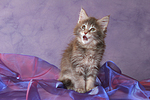 sitzendes Maine Coon Kätzchen / sitting maine coon kitten