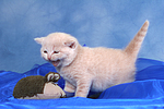 Britisch Kurzhaar Kätchen / british shorthair kitten