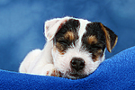 Parson Russell Terrier Welpe / parson russell terrier puppy