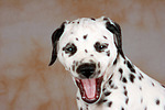 Dalmatiner Welpe / dalmatian puppy