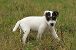 Parson Russell Terrier Welpe knabbert Stöckchen / PRT puppy