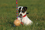 spielender Parson Russell Terrier Welpe / playing PRT puppy