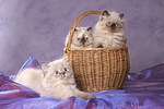 3 Perser Colourpoint Kätzchen / 3 persian colourpoint kitten
