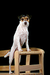 stehender Parson Russell Terrier / standing prt