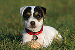 liegender Parson Russell Terrier Welpe / lying PRT puppy