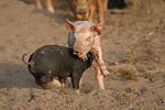 Ferkel / piglets