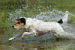 badender Parson Russell Terrier / bathing PRT