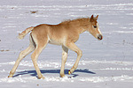 Haflinger Fohlen / haflinger horse foal