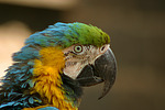 Gelbbrustara / blue and gold macaw