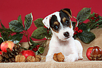 Parson Russell Terrier Welpe zu Weihnachten / PRT puppy at christmas