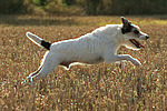 rennender Parson Russell Terrier / running PRT