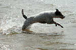 Parson Russell Terrier