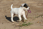 Parson Russell Terrier Welpe / parson russell terrier puppy