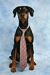 Dobermann / doberman pinscher