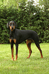 Dobermann / doberman pinscher