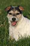 Parson Russell Terrier