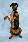 Dobermann / doberman pinscher