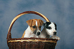 Parson Russell Terrier