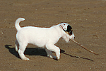 Parson Russell Terrier Welpe / parson russell terrier puppy