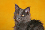 junge Maine Coon / young maine coon