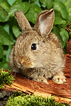 junges Zwergkaninchen / young dwarf rabbit