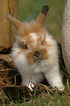 Löwenköpfchen / lion-headed bunny