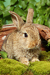 junges Zwergkaninchen / young dwarf rabbit