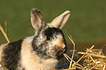 Zwergkaninchen / dwarf rabbit