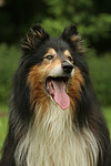 Langhaarcollie Portrait / longhaired collie portrait