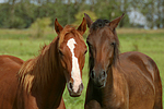 Deutsche Reitpony Hengste / pony stallions