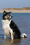 Border Collie sitzt im Wasser / Border Collie sitting in water