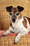 Jack Russell Terrier